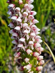 Disa obtusa hottentotica