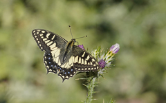 Papilio hospiton