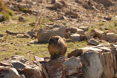 Procavia capensis capensis