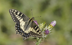Papilio hospiton