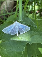 Margaroniini