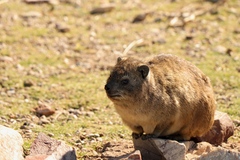 Procavia capensis capensis