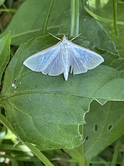 Margaroniini