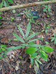 Taenitis blechnoides