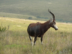 Damaliscus pygargus phillipsi