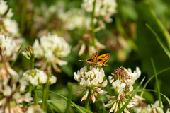 Hylephila fasciolata