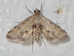 Parapoynx crisonalis