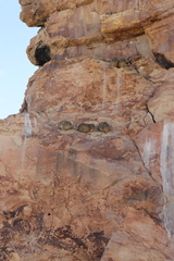 Procavia capensis capensis