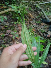 Taenitis blechnoides