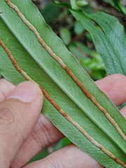 Taenitis blechnoides