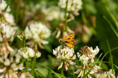 Hylephila fasciolata