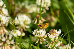 Hylephila fasciolata