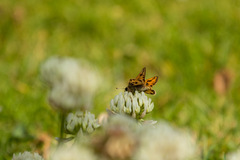 Hylephila fasciolata