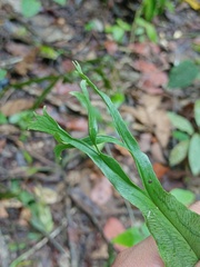 Taenitis blechnoides