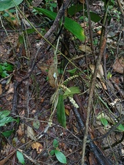 Tinomiscium petiolare