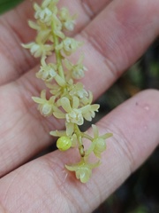 Tinomiscium petiolare