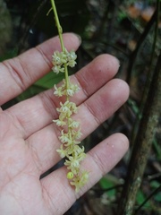 Tinomiscium petiolare