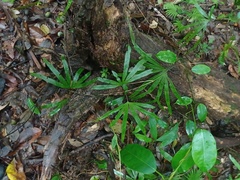 Lygodium longifolium