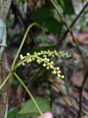 Tinomiscium petiolare