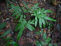 Blechnum finlaysonianum
