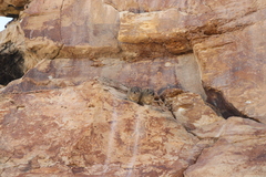 Procavia capensis capensis