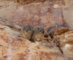 Procavia capensis capensis