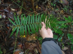 Sphaerostephanos heterocarpos