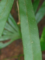 Lygodium longifolium