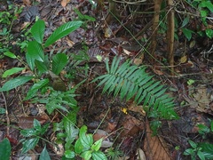 Sphaerostephanos heterocarpos