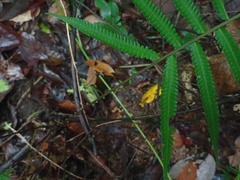 Sphaerostephanos heterocarpos