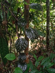 Piper porphyrophyllum