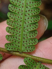 Sphaerostephanos heterocarpos