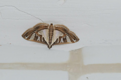Glyphodes pyloalis