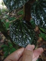 Piper porphyrophyllum