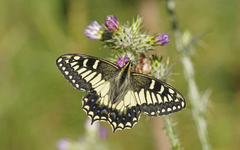 Papilio hospiton
