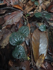 Piper porphyrophyllum