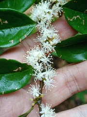 Piper porphyrophyllum