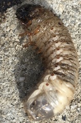 Dynastes tityus
