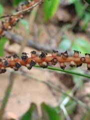 Licuala ferruginea