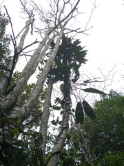 Epipremnum giganteum
