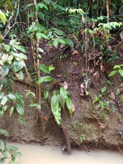 Tectaria singaporiana