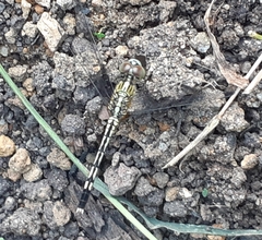 Diplacodes trivialis