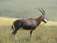 Damaliscus pygargus phillipsi