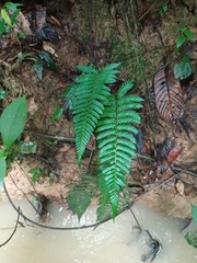 Diplazium tomentosum