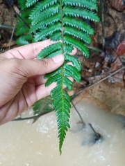 Diplazium tomentosum