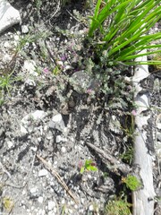 Indigofera glomerata