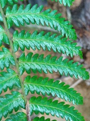 Diplazium tomentosum