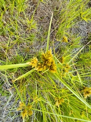 Cyperus polystachyos polystachyos