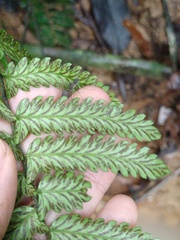 Diplazium tomentosum