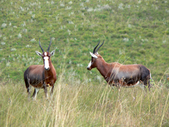 Damaliscus pygargus phillipsi